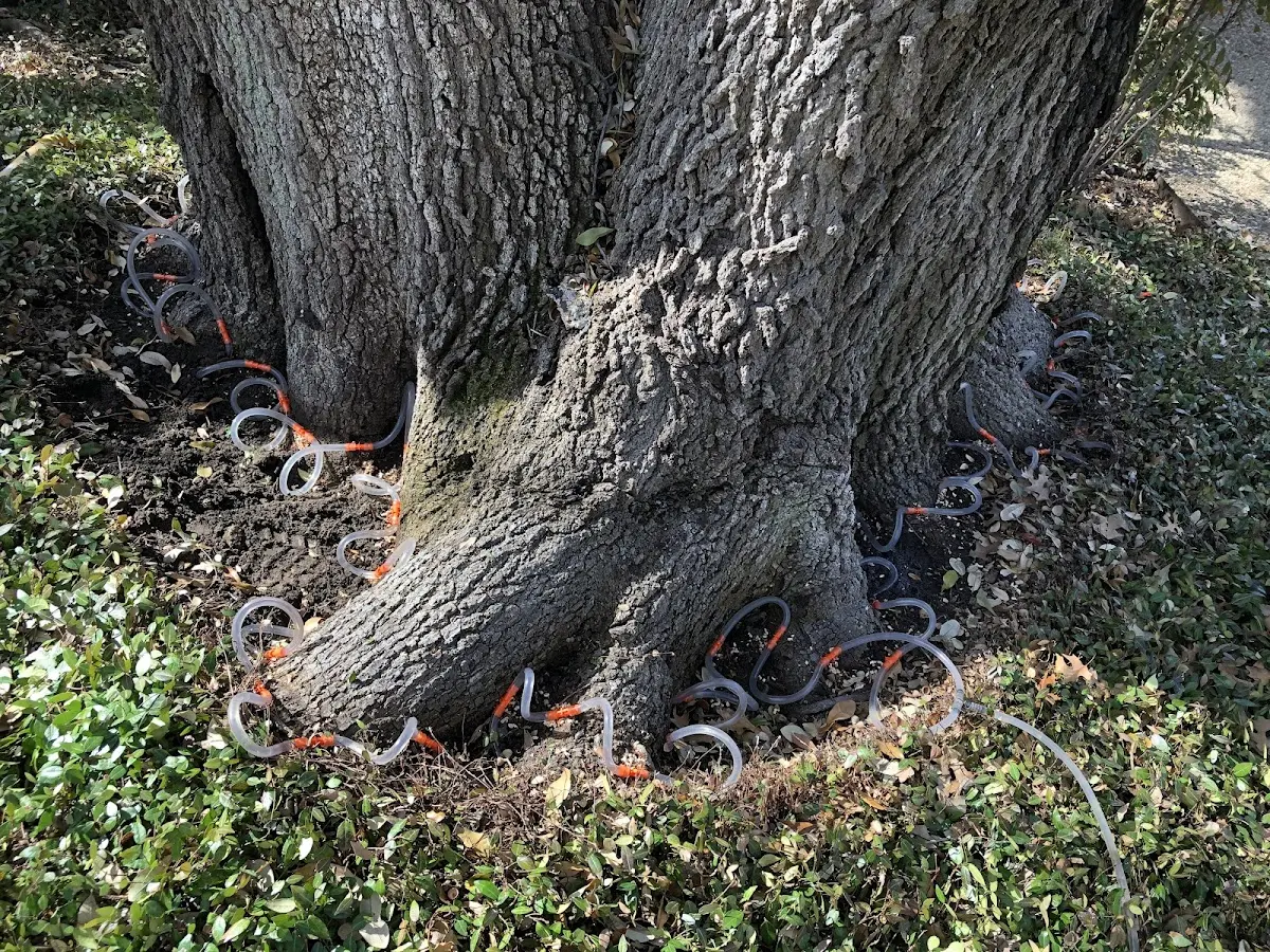 Detailed Tree Cabling and Bracing job site in Woody